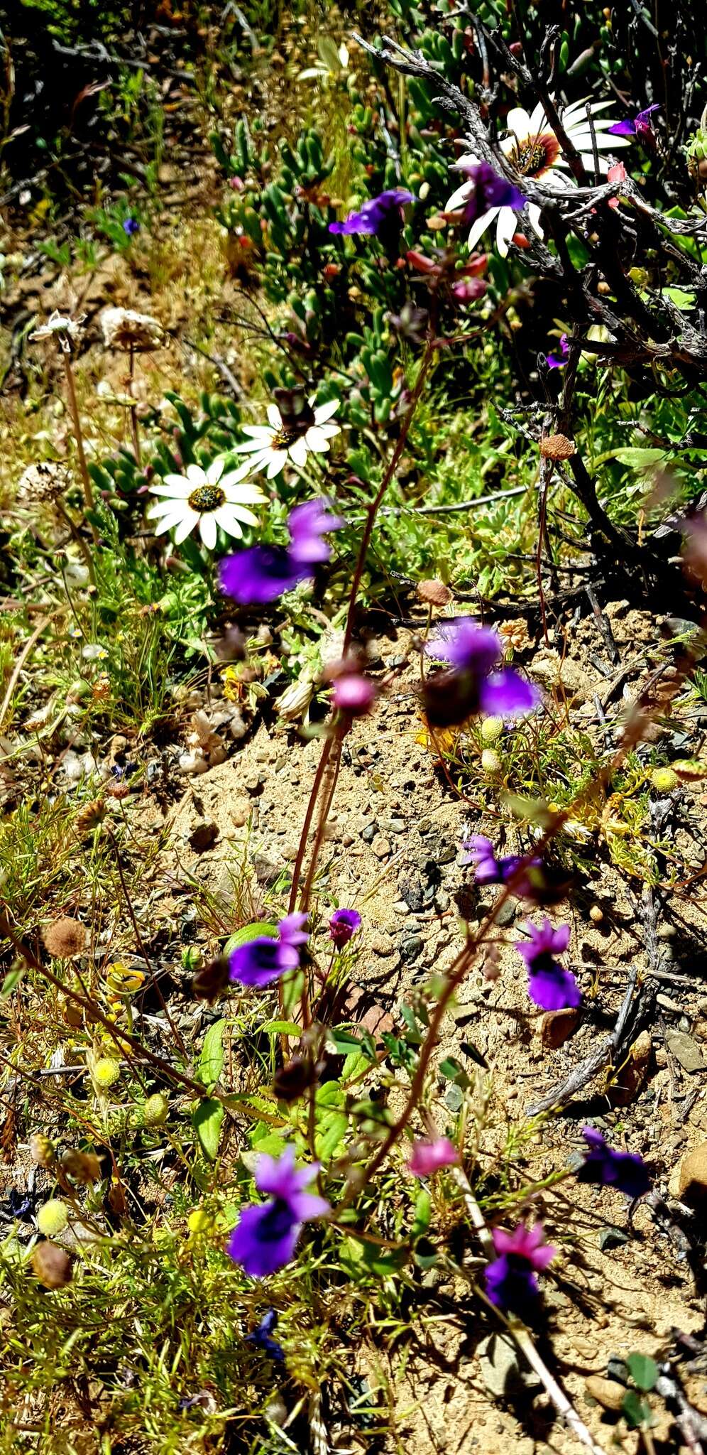 Image of Nemesia chrysolopha Diels