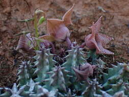 Imagem de Ceropegia thuretii (F. Cels) Bruyns