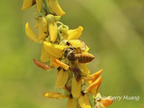 Megachile bicolor (Fabricius 1781)的圖片