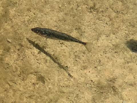 Image of Smallhead stickleback