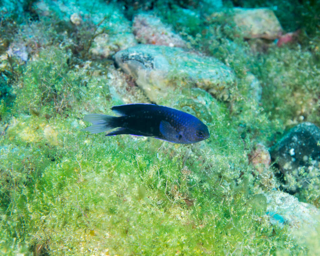 Image of Southern damsel