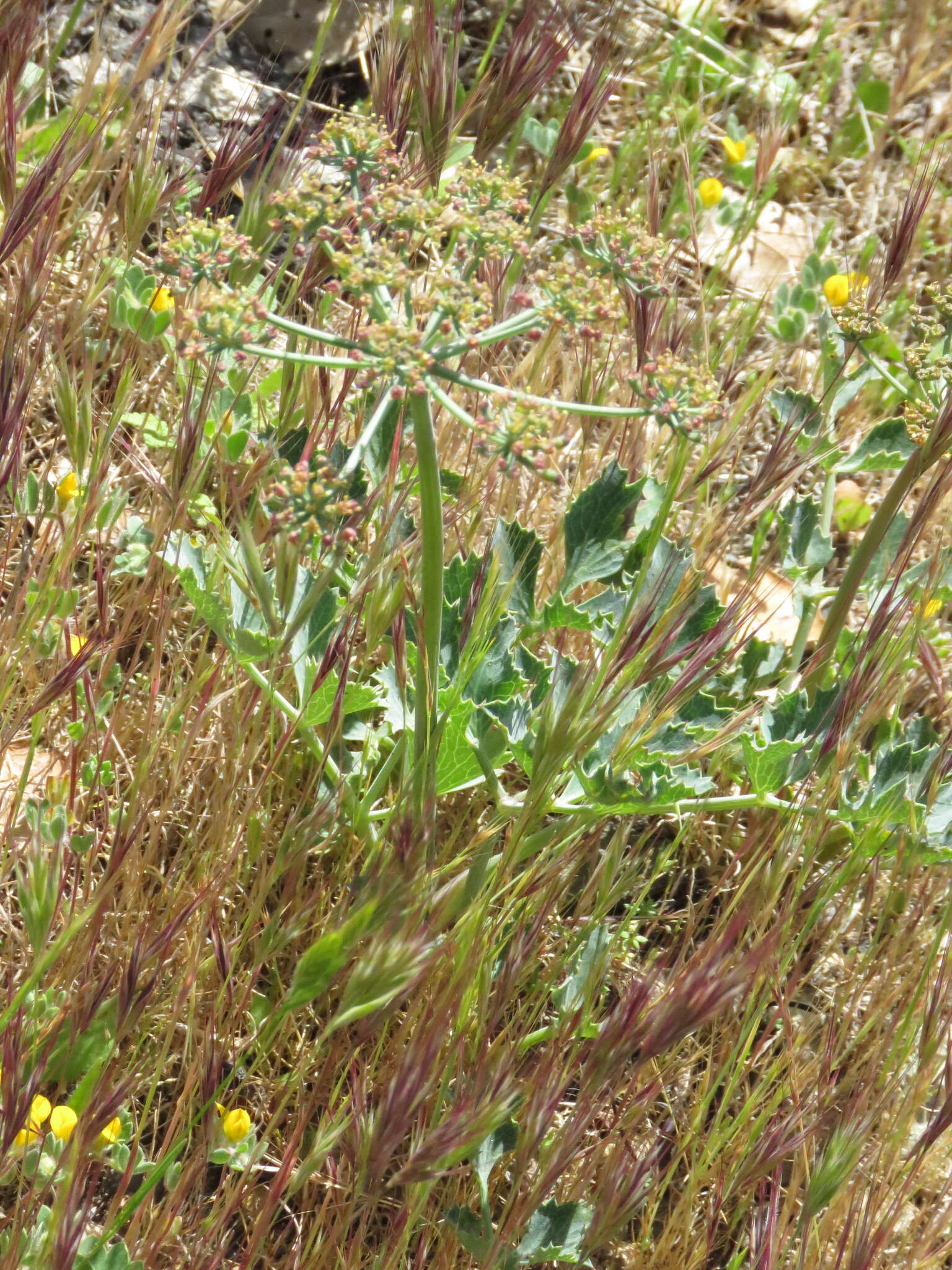 Слика од Lomatium repostum (Jepson) Mathias