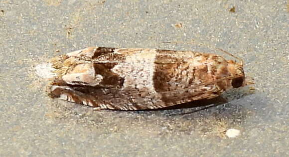 Image of Constricted Sonia Moth