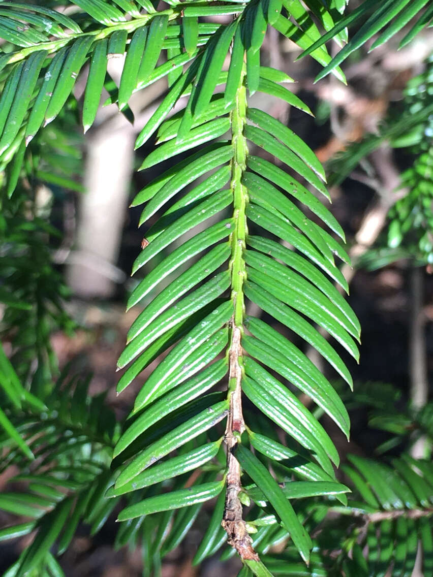 Image of Florida Yew