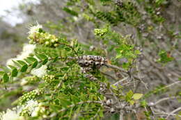 Image of bottlebrush teatree