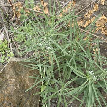 Image of Enicostema axillare subsp. axillare