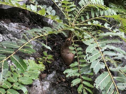 Image de Phyllanthus mirabilis Müll. Arg.