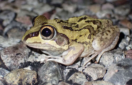 Image of Short-footed Frog