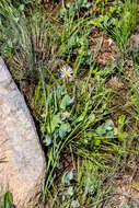 Image de Afroaster perfoliatus (Oliv.) J. C. Manning & Goldblatt