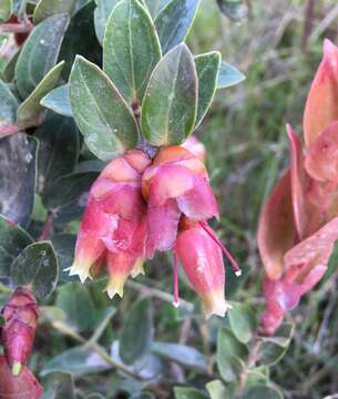 Cavendishia bracteata (Ruiz & Pav. ex A. St. Hilaire) Hørold的圖片