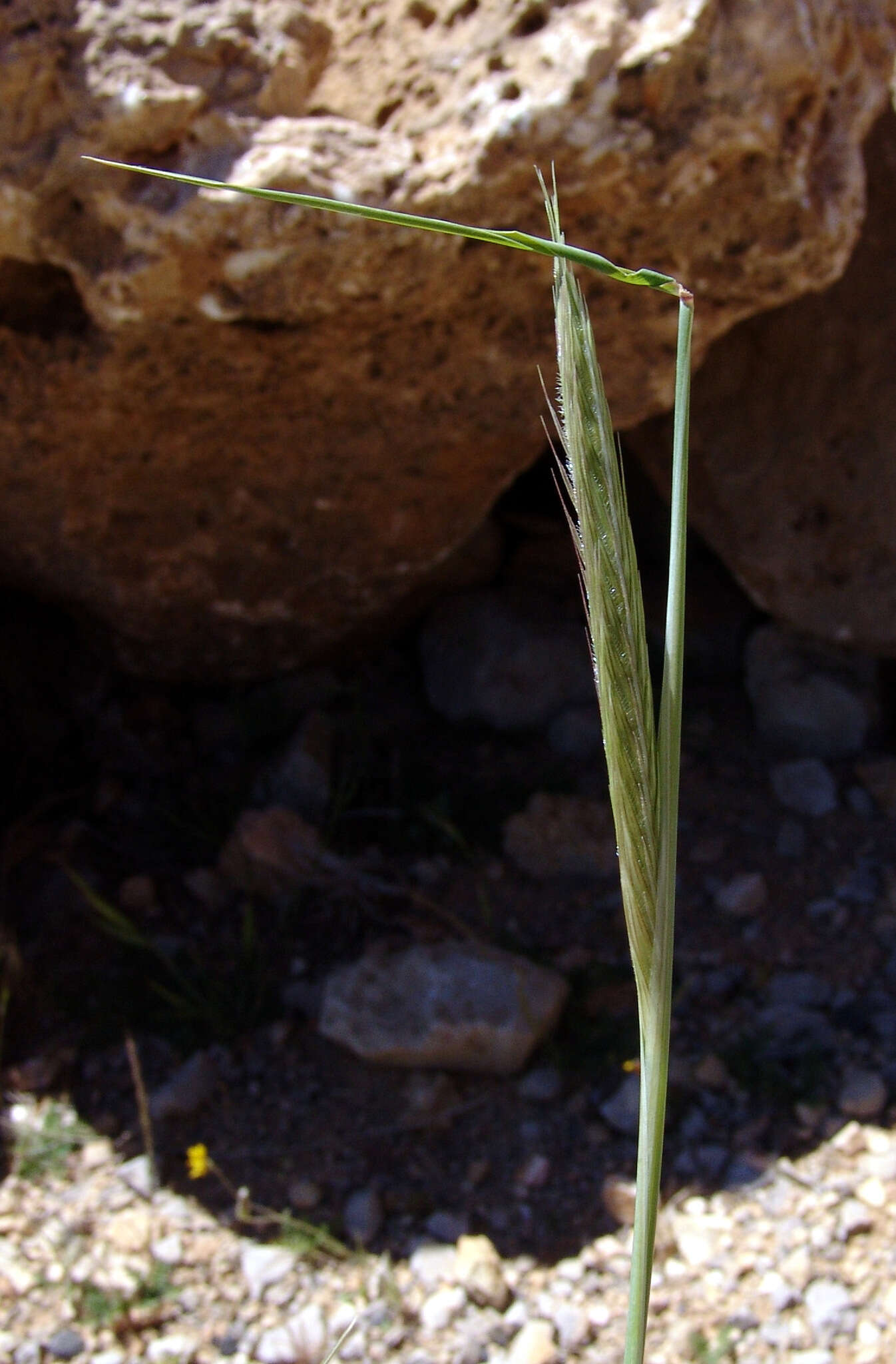 Imagem de Secale montanum Guss.