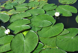 Image of Nymphaea candida C. Presl