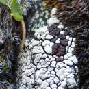 Image of amygdalaria lichen
