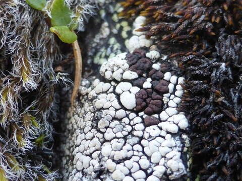 Image of amygdalaria lichen