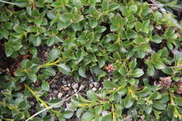 Image of Salix berberifolia subsp. tschuktschorum (A. Skvorts.) Worosch.