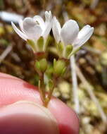 Imagem de Forstera tenella Hook. fil.