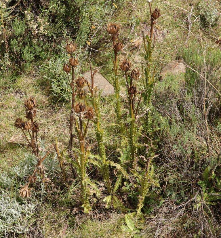 Sivun Berkheya rhapontica (DC.) Hutch. & Burtt Davy kuva