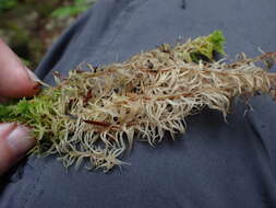 Image of Sphagnum rubiginosum Flatberg 1993