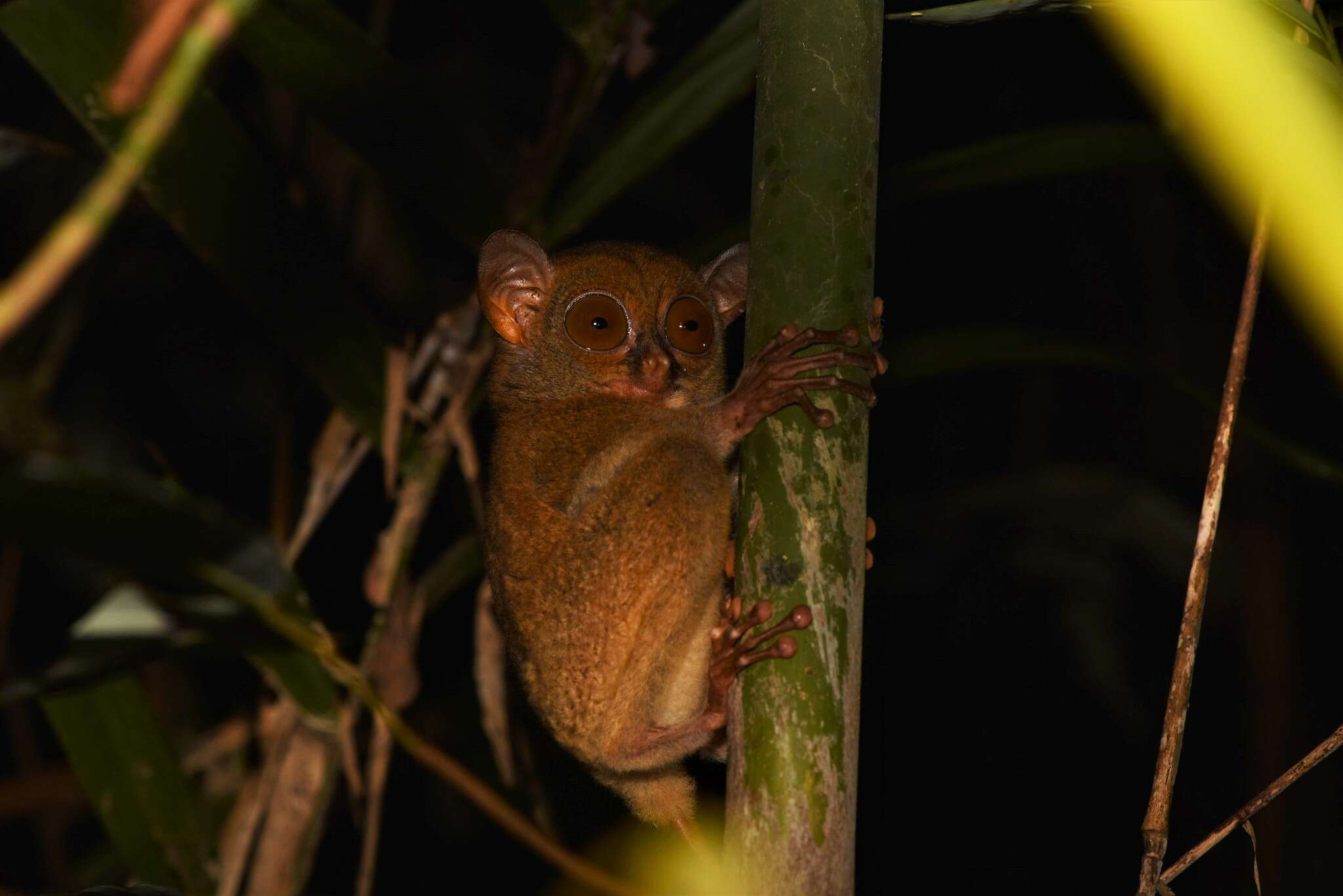 Image de Cephalopachus bancanus borneanus (Elliot 1910)