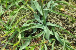 Image de Camassia quamash subsp. maxima Gould