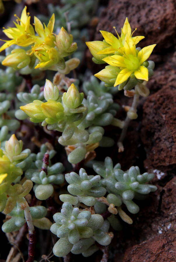 Image of Sedum nudum Ait.