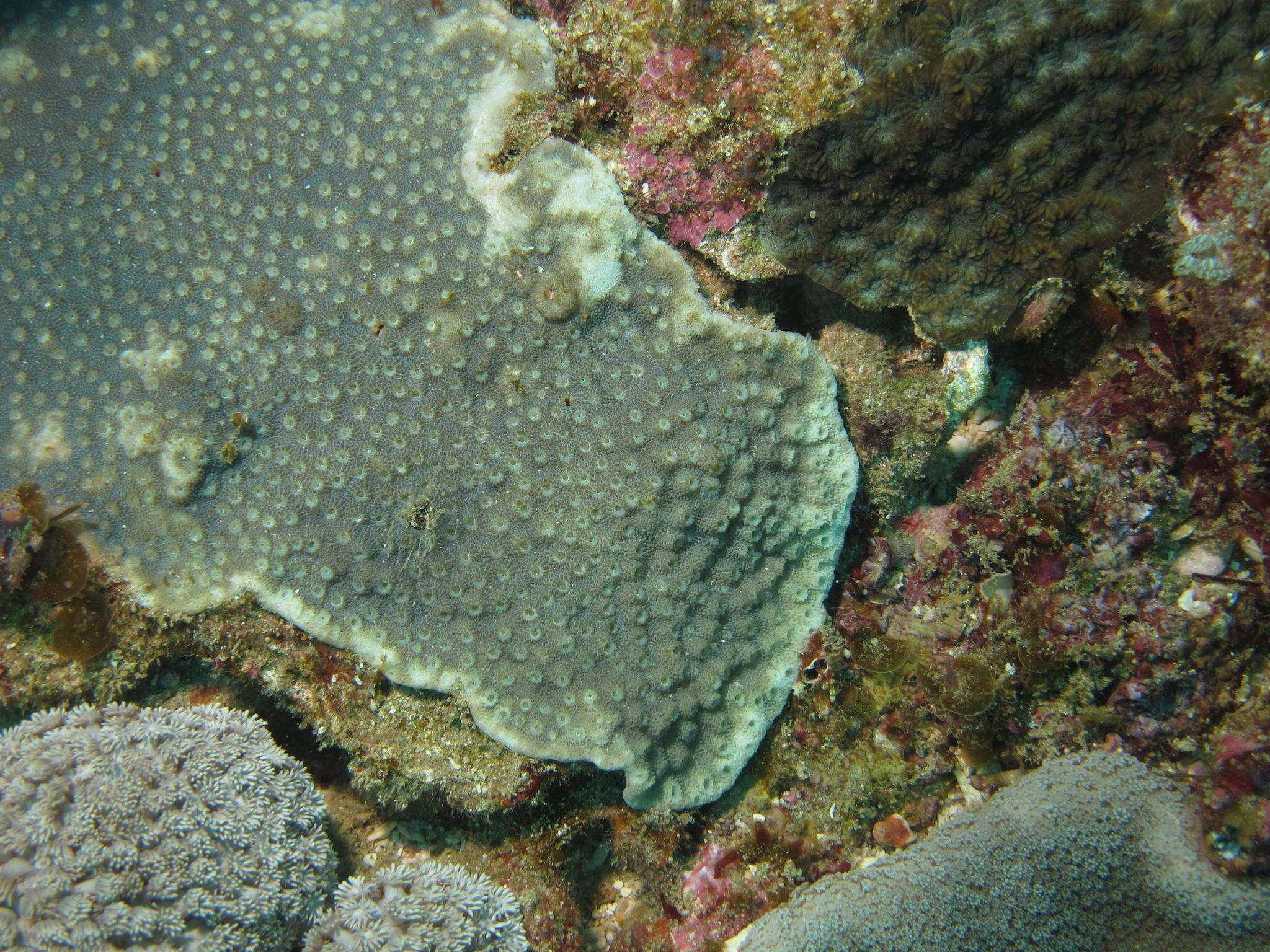 Image of starflower coral