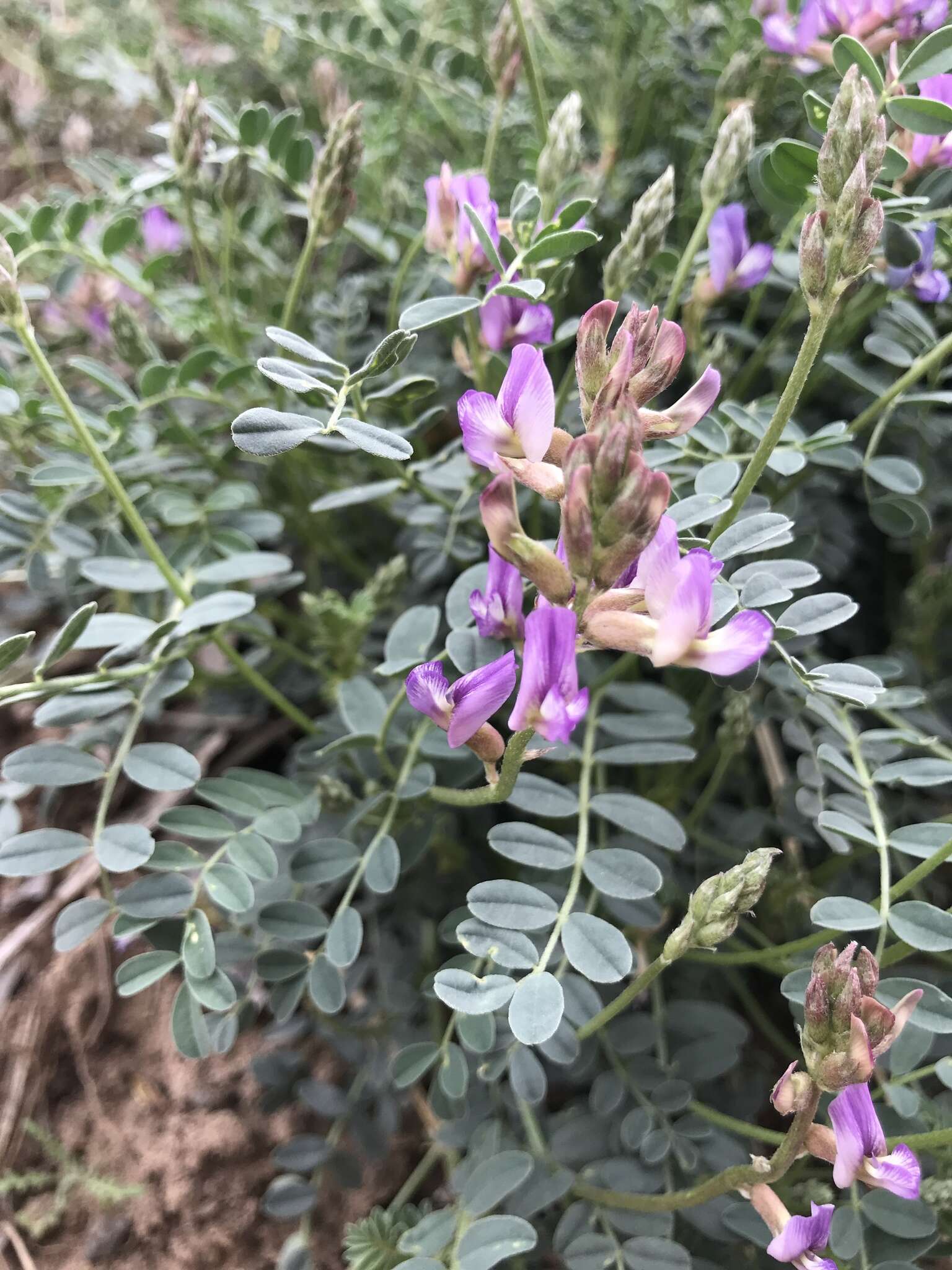 Imagem de Astragalus nothoxys A. Gray