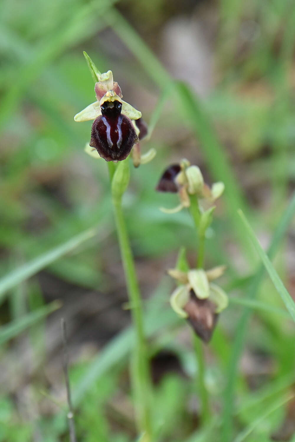 Image of Ophrys sphegodes subsp. epirotica (Renz) Gölz & H. R. Reinhard