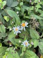 Image of mountain aster