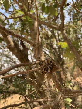 Image of Brant's oak