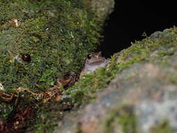 Image of Butler's Rice Frog