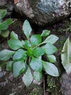 Plancia ëd Aichryson pachycaulon subsp. parviflorum (C. Bolle) D. Bramwell