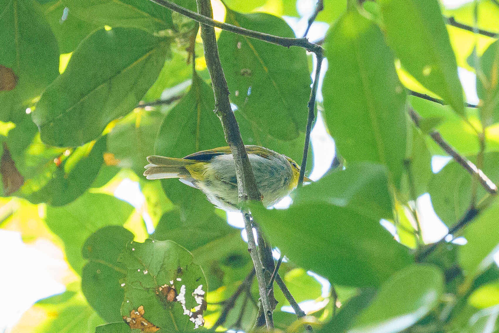 صورة Phylloscopus ruficapilla (Sundevall 1850)