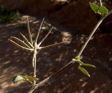 Image of Medicago astroites (Fisch. & C. A. Mey.) Trautv.