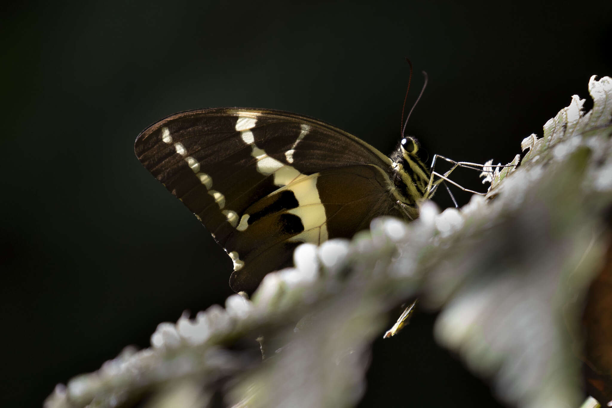 Image of Papilio delalandei Godart (1824)