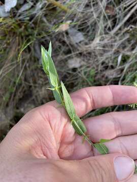 Plancia ëd Psoralea monophylla (L.) C. H. Stirt.