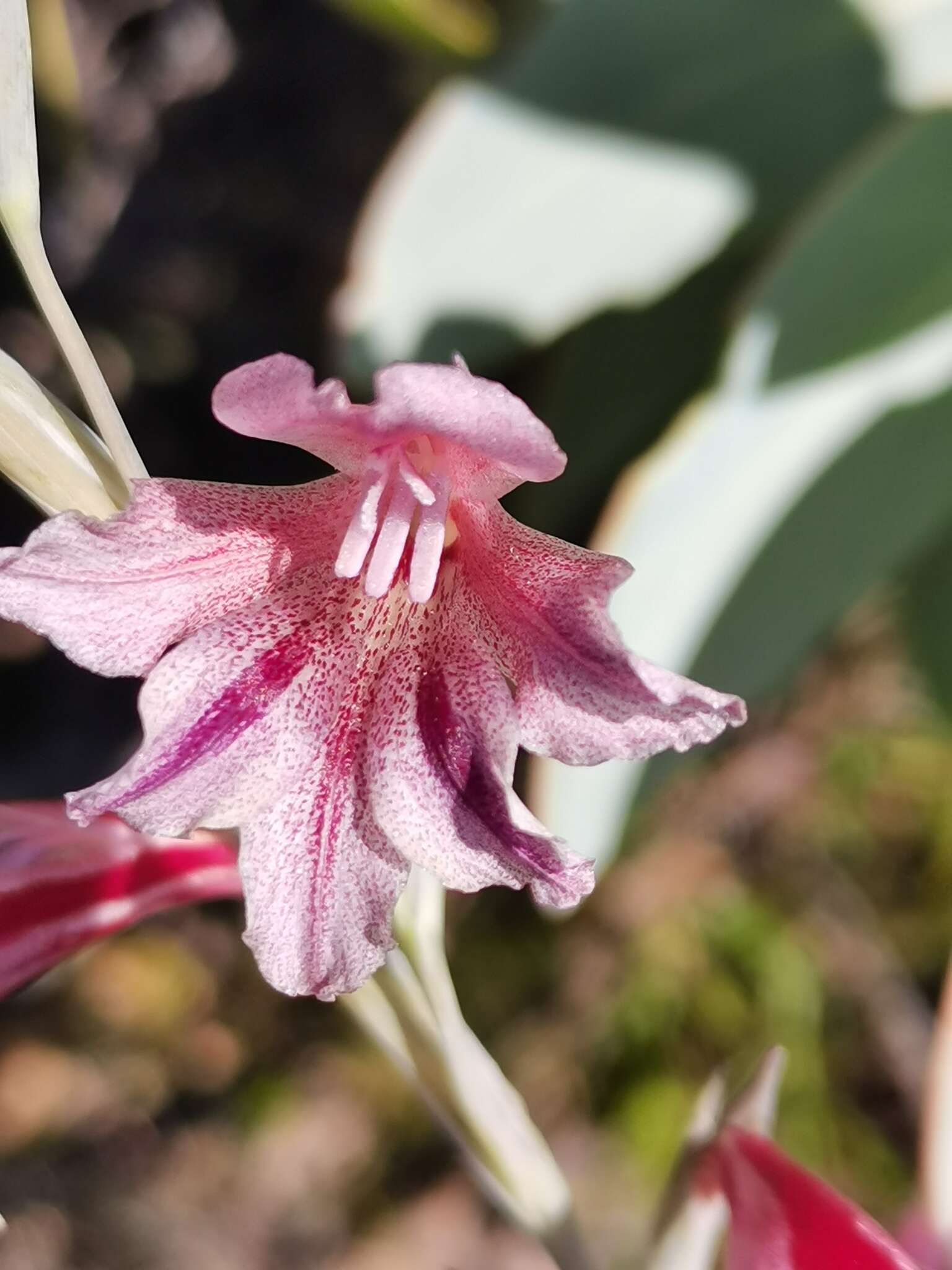 Image of Gladiolus guthriei F. Bolus