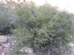 Image of Las Animas nakedwood