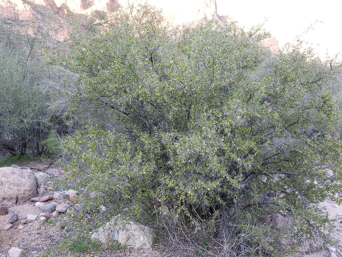 Image of Las Animas nakedwood