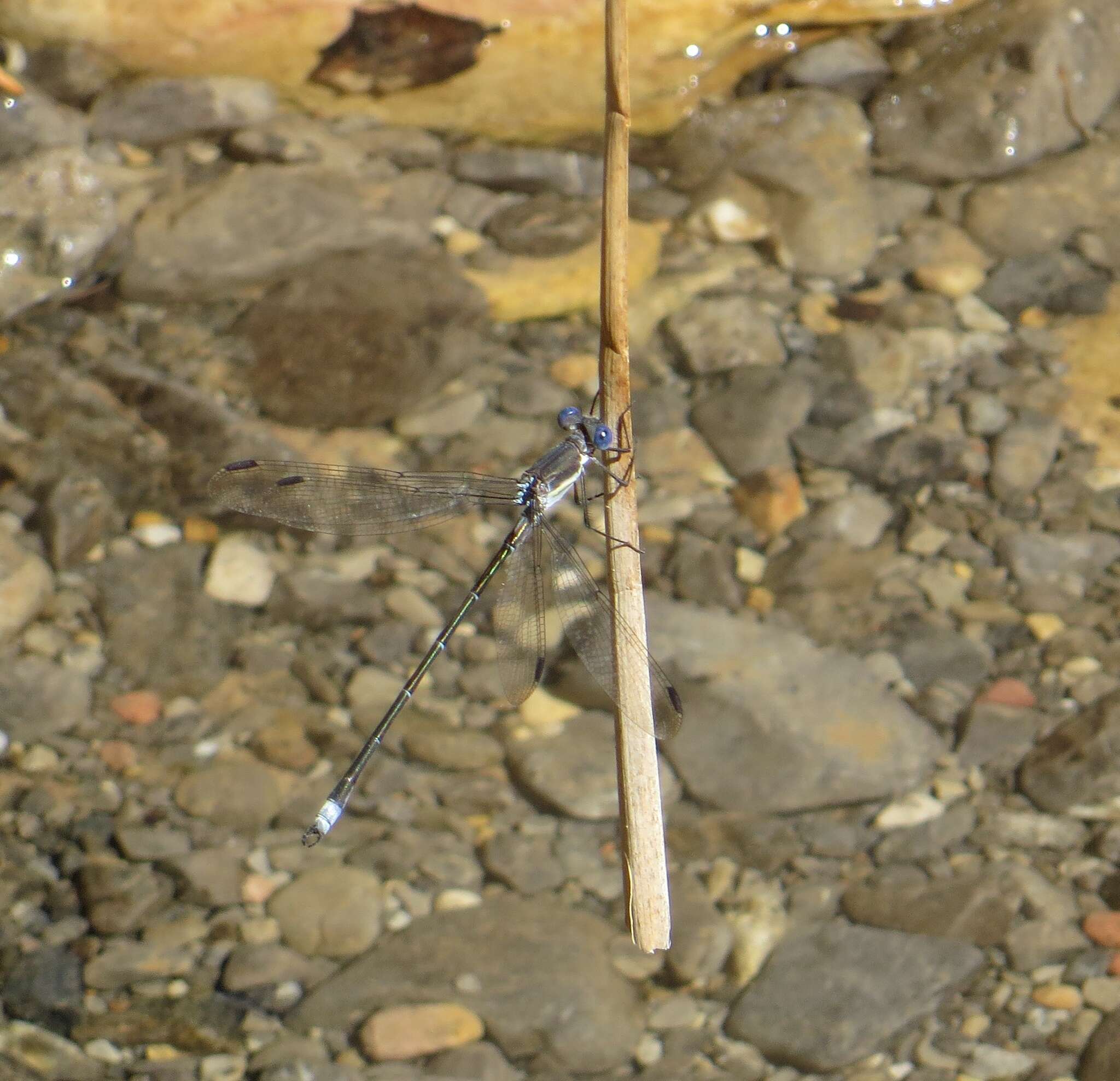 Image of Great Spreadwing