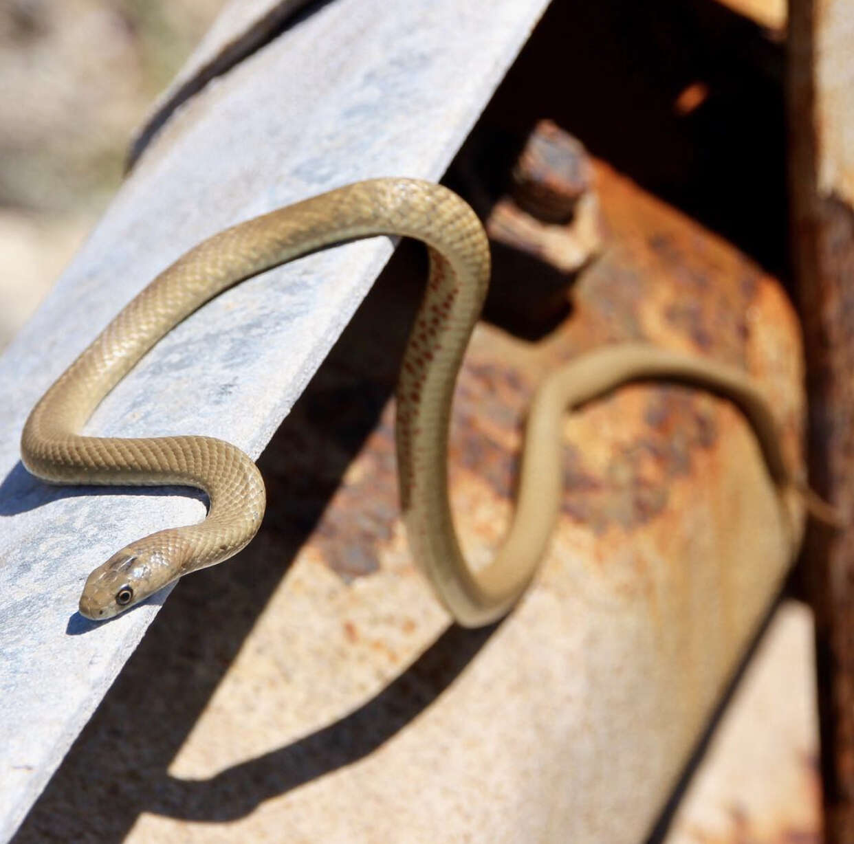 Image of Peninsula Brown Snake