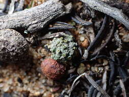 Image of texosporium lichen