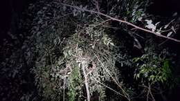 Image of Panamanian Night Monkey