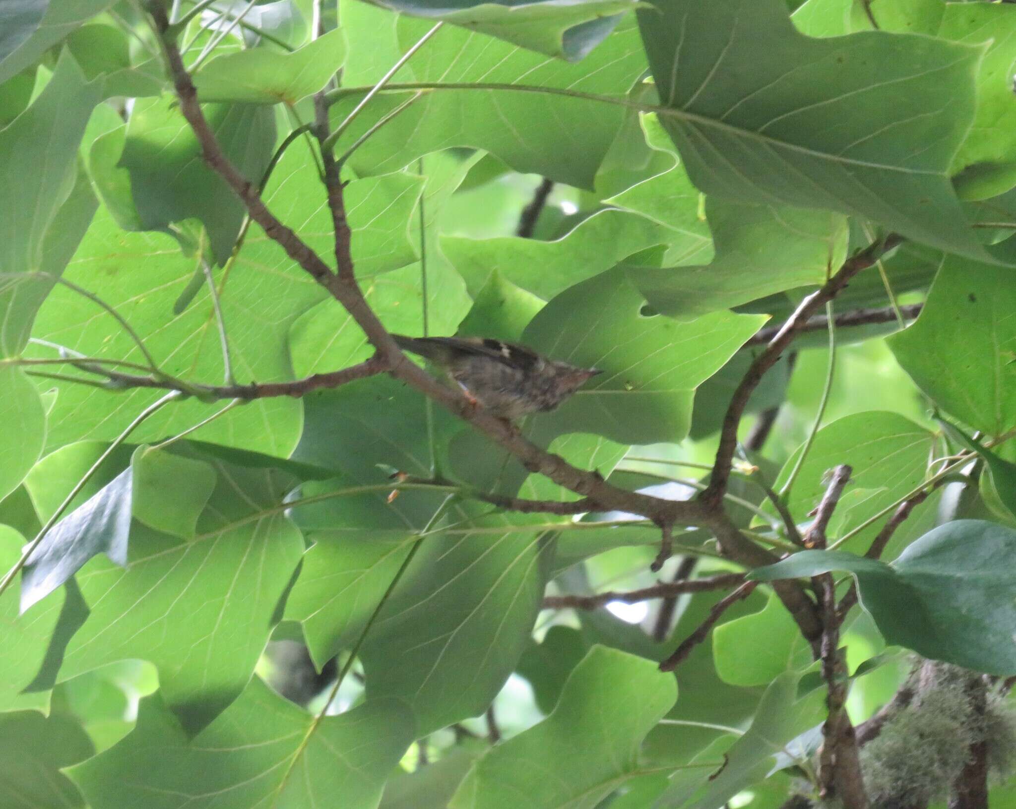 Image de Regulus regulus azoricus Seebohm 1883