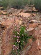 Image de Stylidium elongatum Benth.