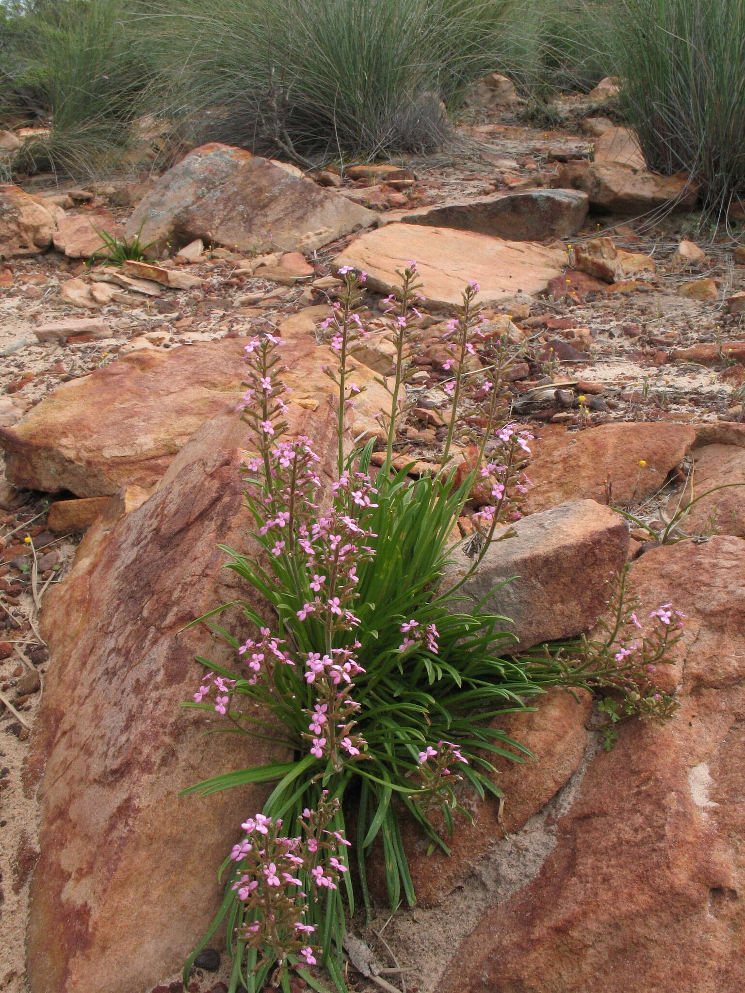 Image de Stylidium elongatum Benth.