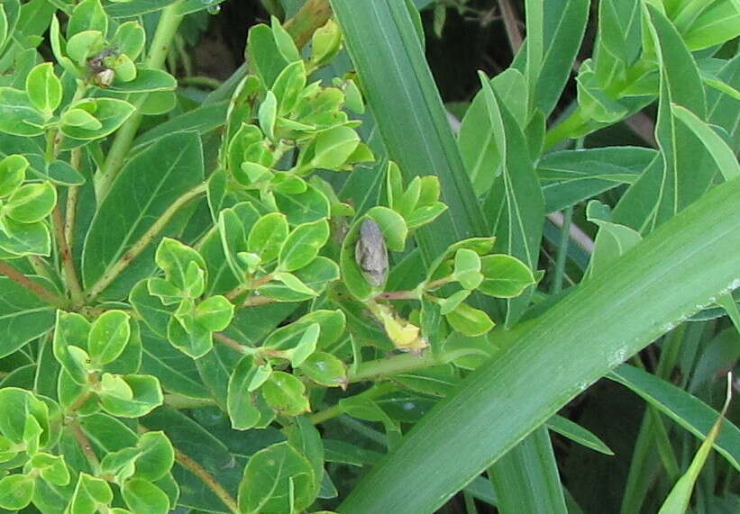 Image of Leafhopper