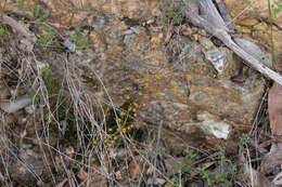 Image of Drosera macrantha Endl.