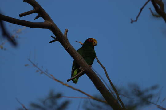 صورة Amazona xantholora (Gray & GR 1859)