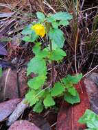 Image of Hemimeris racemosa (Houtt.) Merrill